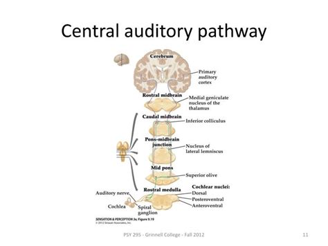 Ppt Auditory Physiology 2 Powerpoint Presentation Id2437931