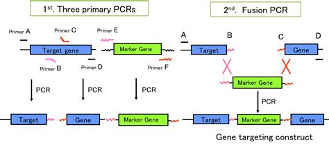 Enhancement Of Homologous Recombination Efficiency By Homologous