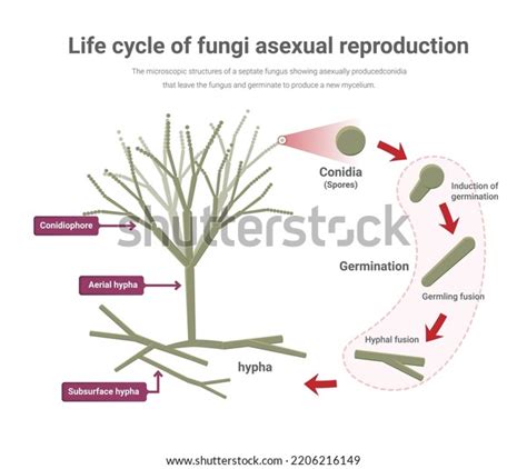 7 Life Cycle Ascomycota Images Stock Photos Vectors Shutterstock