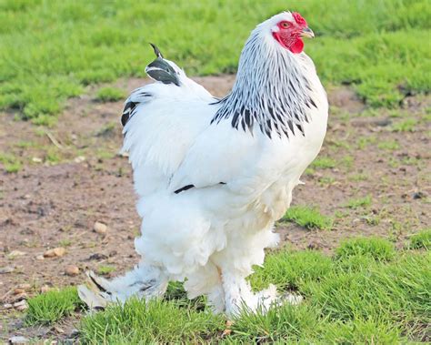 Poules De Grande Taille De Race Levage Et Vente Ferme De Beaumont