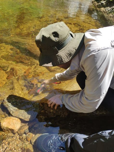 Duas Novas Esp Cies De Peixes S O Descobertas Em Mg Muzambinho