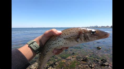 So Many Whiting Mornington Port Phillip Bay Youtube