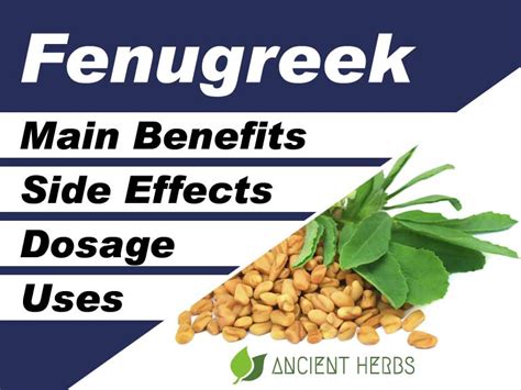 Fenugreek Benefits Uses Dosage Side Effects