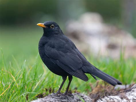 Blackbird Facts | Male and Female Identification | Birdfact