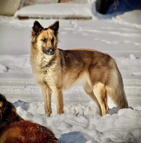 A Malincollie A Cross Breed Between A Belgian Malinois A Rough Or