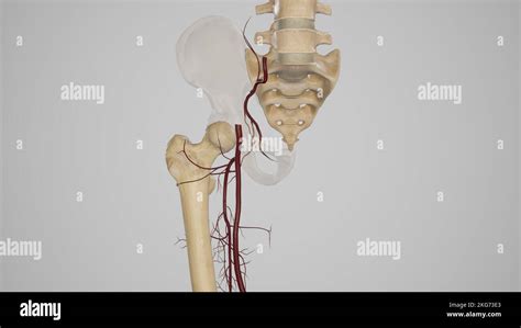 Cruciate anastomosis hi-res stock photography and images - Alamy