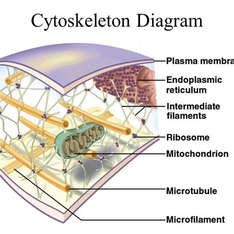 Explore The Fascinating World Of Cytoskeleton