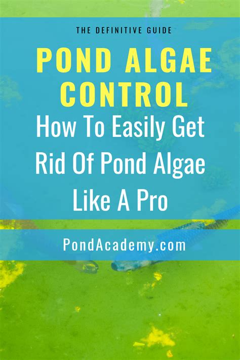 How to get rid of algae in a pond pond algae control – Artofit