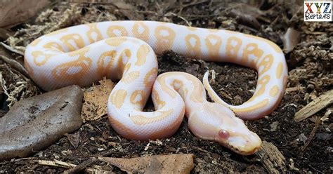 What Are Some Popular Albino Ball Python Morphs In 2024?