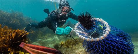 About Sea Urchin Harvest Sea Urchin Harvest Au