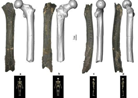 Nature And Relationships Of Sahelanthropus Tchadensis Decoder