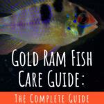 Gold Ram Mikrogeophagus Ramirezi Var Gold Care Sheet