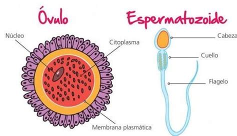 Los Gametos Son Celulas Sexuales Producidas Por Las Gonodas Los Ovulos