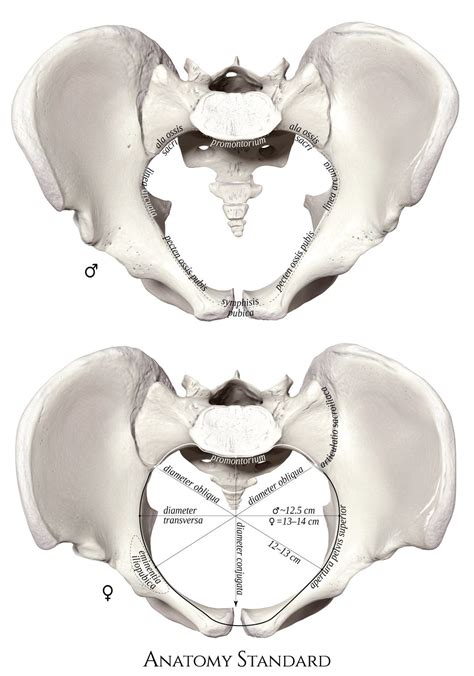 Pin On Pelvis