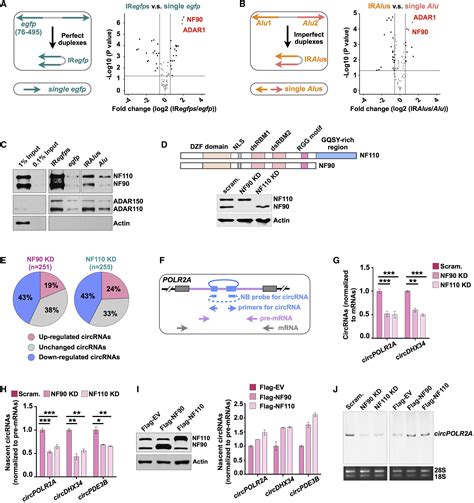 Coordinated Circrna Biogenesis And Function With Nf90nf110 In Viral