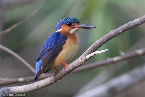 Madagascar Kingfisher Corythornis Vintsioides Malagasy Kingfisher