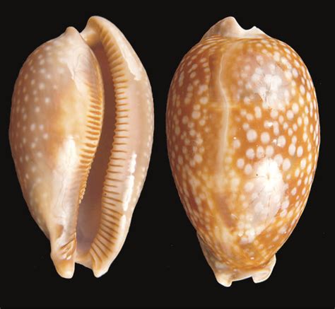 How To Shore Up Your Shell Collection Texas Standard