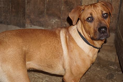 Rottweiler-Boerboel Mix For Sale Fredericksburg OH Male Rex – AC Puppies LLC