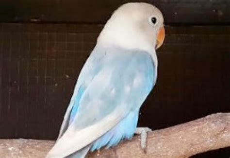 Cara Mengetahui Jenis Lovebird Pastel Biru Lengkap Dengan Gambarnya