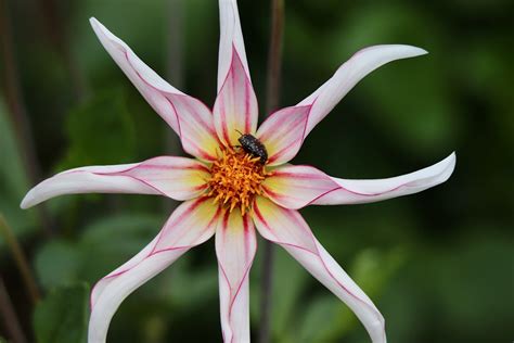 Dahlia Pinnata Mourning Rose Free Photo On Pixabay