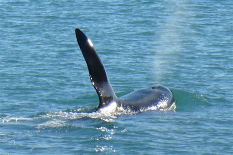 Sunlive Orca Spotted At Mount The Bay S News First