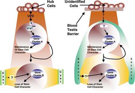 Male Germ Cell Specification And Differentiation Developmental Cell