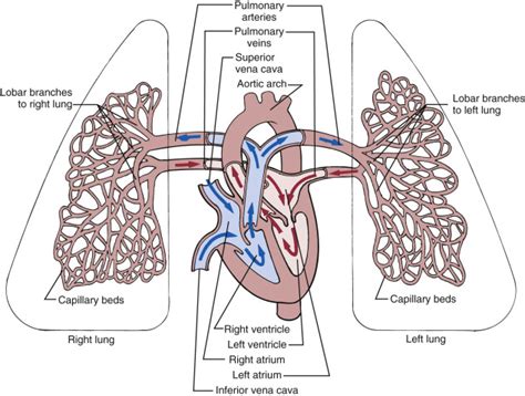 Ultrasound Evaluation Of The Fetal Thorax Radiology Key