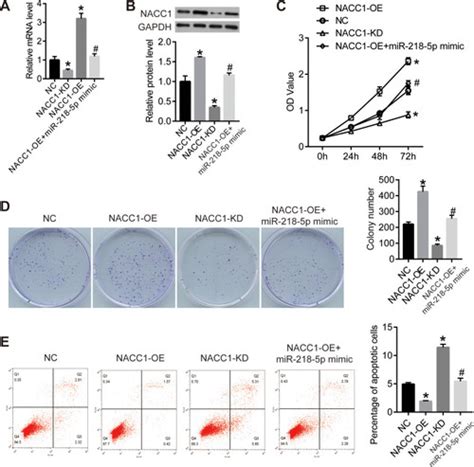 Full Article Mir P Suppresses The Progression Of Retinoblastoma