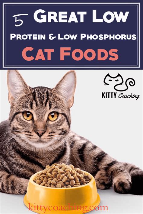 Wet Cat Food With Low Phosphorus Online