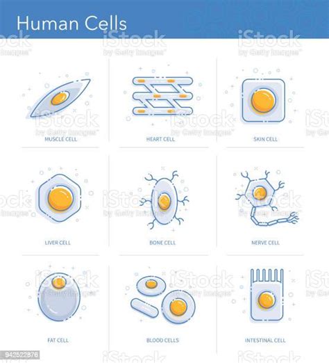 인간 세포 아이콘 세트 인간의 세포에 대한 스톡 벡터 아트 및 기타 이미지 인간의 세포 지방세포 신경세포 Istock