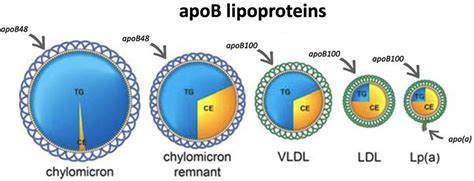 Physiological Bases For The Superiority Of Apolipoprotein B Over Low