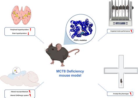 Ratos Geneticamente Modificados Abrem Caminho Para Medicamentos