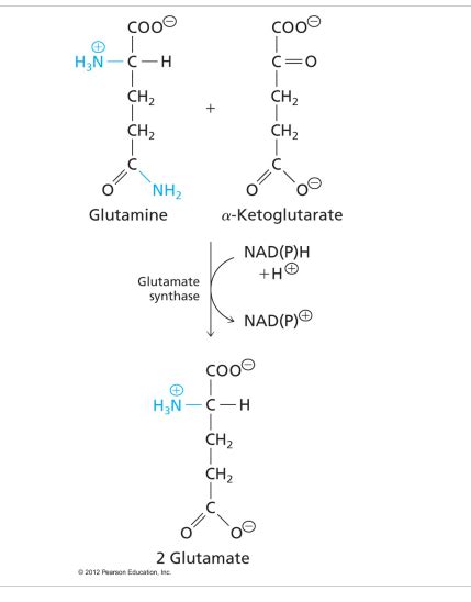 Lecture 29 Nitrogen Cycle And Nitrogen Fixation Flashcards