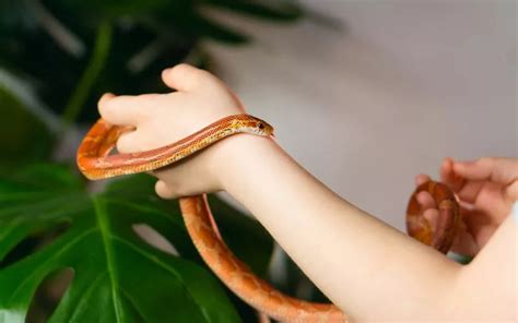 17 Cutest Snakes In The World With Pictures Reptile Jam