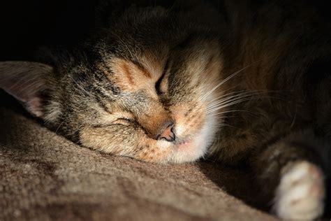 Cat Sleeps Sleep Free Photo On Pixabay Pixabay