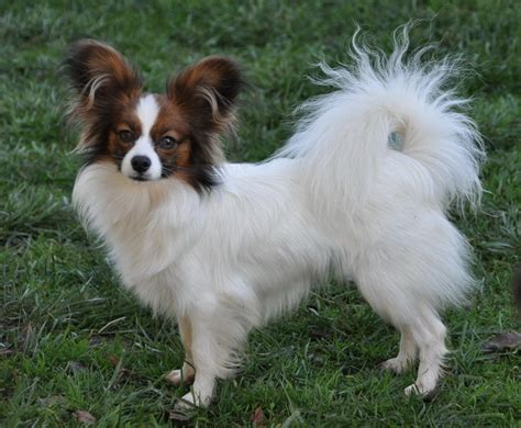 Roads End Papillons 1 Year Old Papillon Siblings