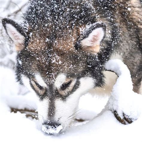 Alaskan Malamute Coat Colors | Coats and Colors