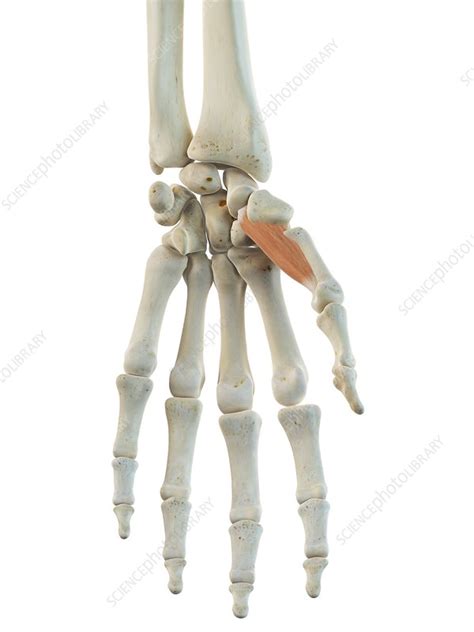 Hand muscles, artwork - Stock Image - F009/3928 - Science Photo Library