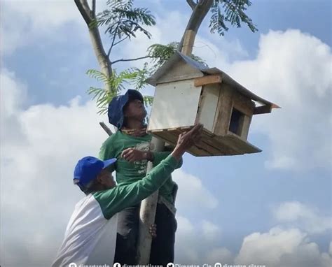 Atasi Serangan Tikus Petani Cilacap Pasang Rumah Burung Hantu Portal