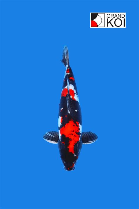 Showa Koi for Sale | Top Showa Koi Fish for Sale in USA
