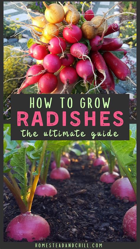 How To Grow Radishes From Seed To Table Artofit