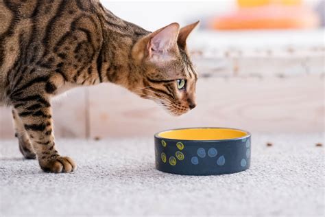 Los Gatos Pueden Comer Atún ¿sí O No