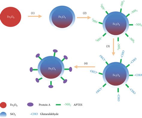 Procedures For Immobilization Of Protein A On The Synthesized