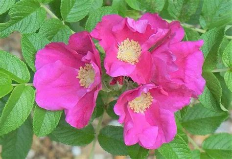 Rosa Rugosa Comment Planter Les Rosiers Rugueux