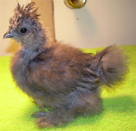 Silkie Chicken Colors in Pictures Small Chicken Coops, Easy Chicken ...