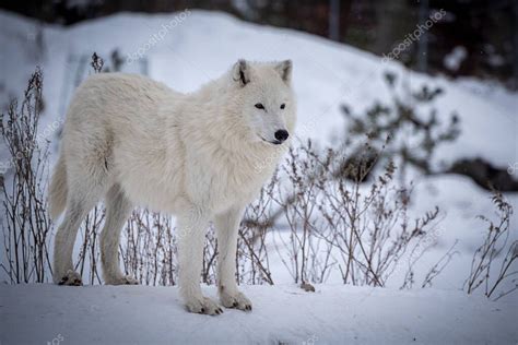 El Lobo Rtico Canis Lupus Arctos Tambi N Conocido Como El Lobo