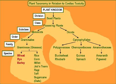 Grains in Relation to Celiac (Coeliac) Disease