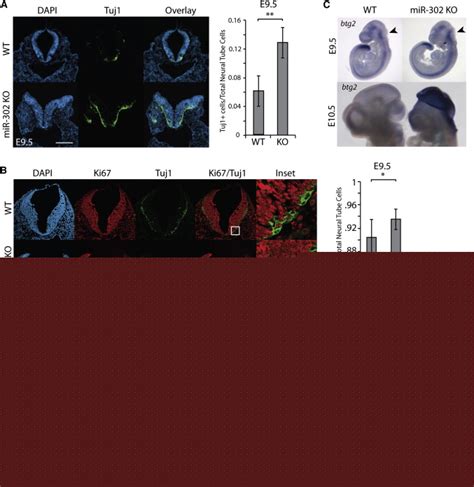 Precocious Neural Differentiation In Mir 302 Knockout Embryos