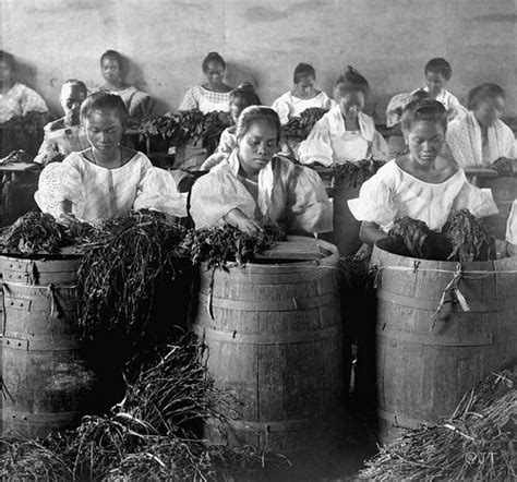 Filipino Girls Stripping Leaves For Cigar Manufacture Manila