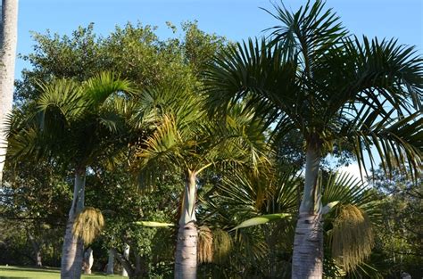 Hyophorbe Verschaffeltii Spindle Palm Garden Center Marketing